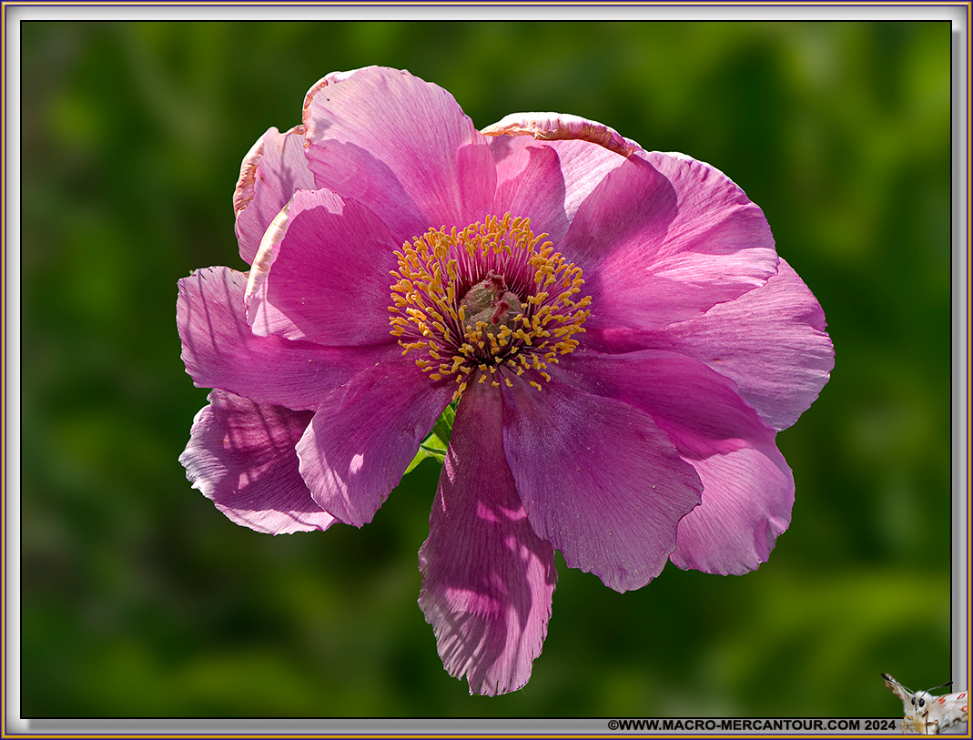 Pivoines